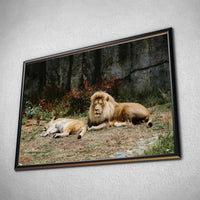 Thumbnail for Tableau Décoratif - Lions couchés - Toile Unique