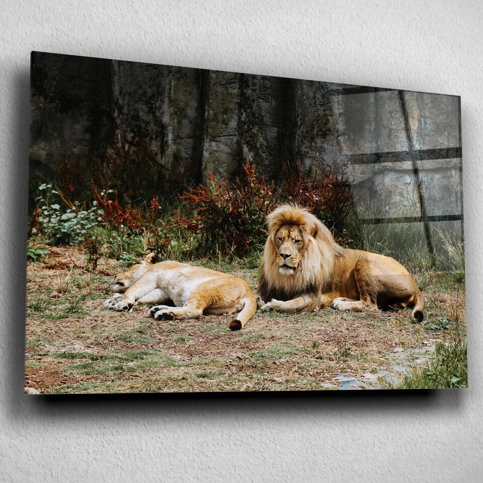 Tableau Décoratif - Lions couchés - Toile Unique