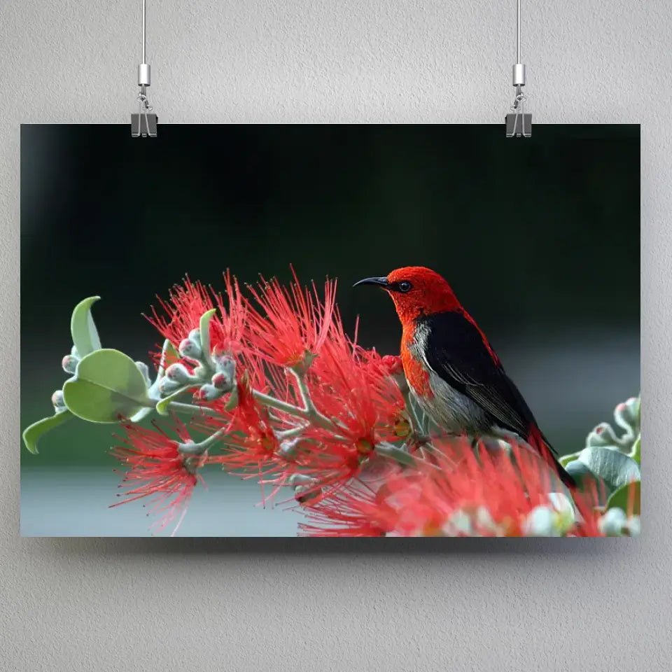 Tableau Décoratif - Oiseau Myzomela - Toile Unique